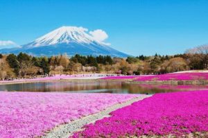 富士山と芝桜の絶景