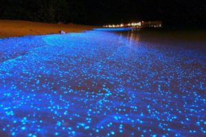 富山県のホタルイカの身投げ