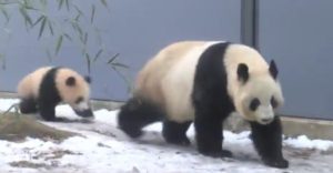 シャンシャンのひざカックンをやるところ