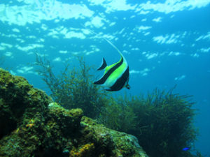 ヒリゾ浜の熱帯魚