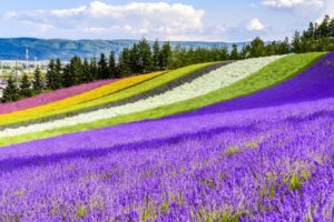 富良野のラベンダー畑