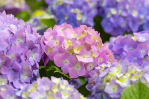 あじさいの花