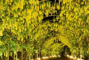 足利フラワーパーク 黄色の藤の花