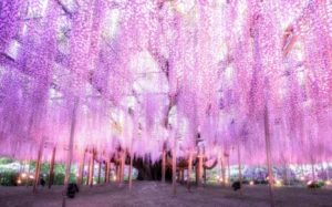 足利フラワーパークの藤の花