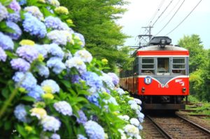あじさいとレトロなタイプの箱根登山電車