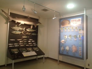 かつうら海中公園海の資料館