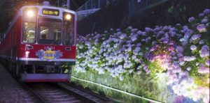 夜のあじさい電車