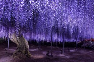 足利フラワーパーク 紫色の藤の花