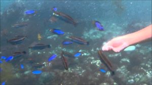 ヒリゾ浜の魚