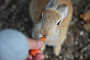 大久野島のうさぎにニンジンを与える