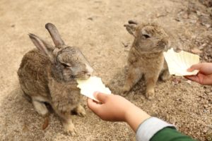 大久野島でうさぎに餌を与える