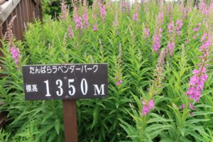たんばらラベンダーパークの標高