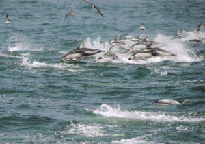 銚子海洋研究所イルカ・クジラウォッチング