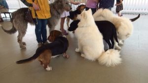 那須どうぶつ王国 ふれあい動物広場