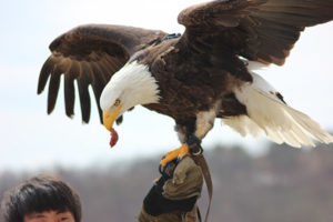那須どうぶつ王国 バードショー