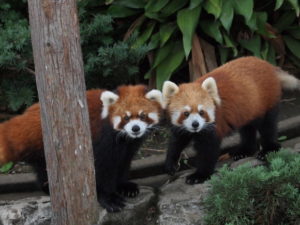 野毛山動物園1