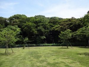 観音崎の森
