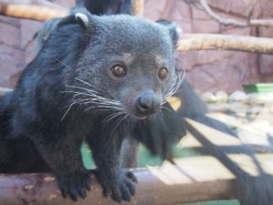 那須どうぶつ王国 王国タウン2