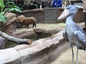 那須どうぶつ王国 ウェットランド　ハシビロコウ