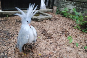 飛べない鳥カグー