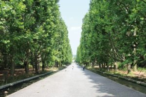 石畳の並木道
