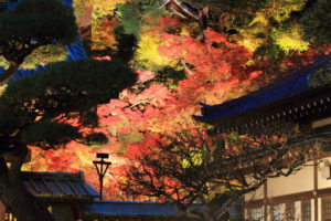 長谷寺の紅葉のライトアップ