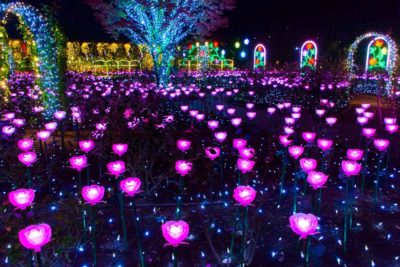 あしかがフラワーパーク『光の花の庭』