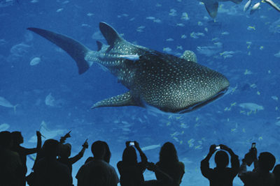 沖縄美ら海水族館ジンベイザメ1