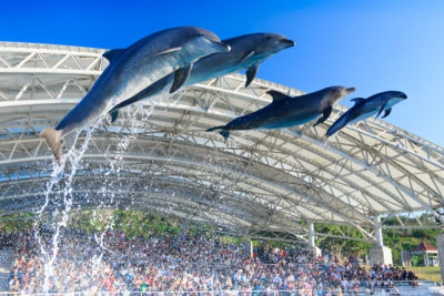 沖縄美ら海水族館イルカショー