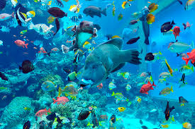 沖縄美ら海水族館 熱帯魚や珍しい深海魚