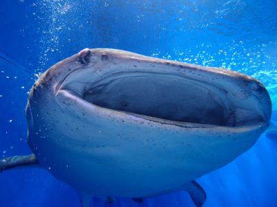 沖縄美ら海水族館ジンベイザメ2