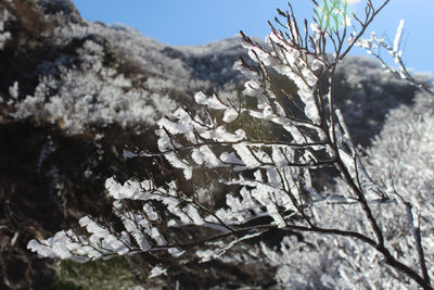 阿蘇　樹氷