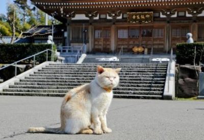 猫寺
