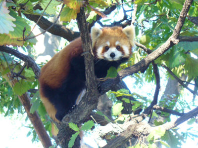 野毛山動物園