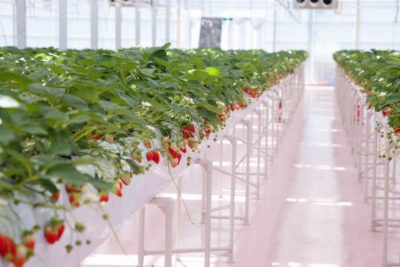 TOKYO STRAWBERRY PARK２