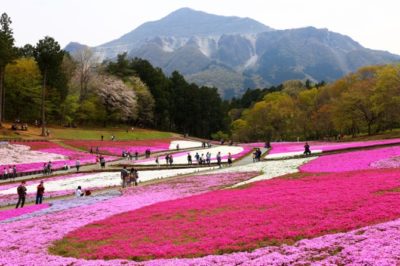 羊山公園 芝桜の丘