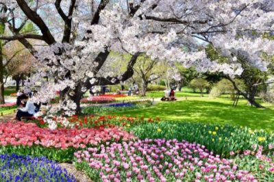 国営昭和記念公園　フラワーフェスティバル
