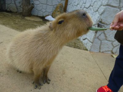 那須どうぶつ王国 餌やり体験
