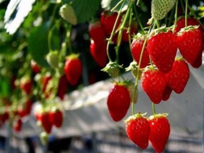 県内でも有数のいちごの産地