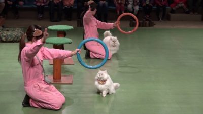 那須どうぶつ王国　ネコのショー