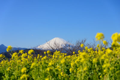 吾妻山公園　菜の花