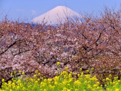 吾妻山公園　菜の花　桜