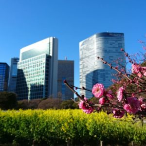 浜離宮恩賜庭園 菜の花畑　梅