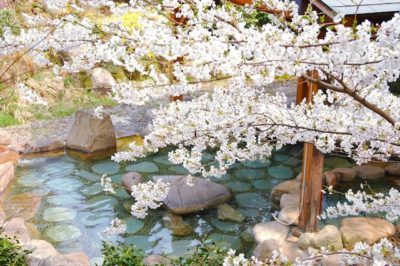 露天風呂から桜