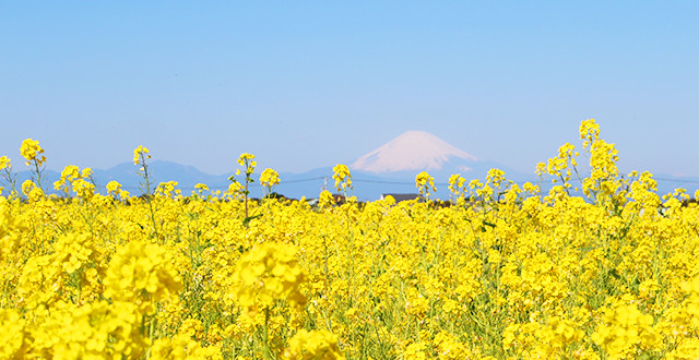 菜の花畑の中でインスタ映えする写真を 関東周辺のおすすめスポットは 四季を楽しむ旅と宿の情報ラウンジ