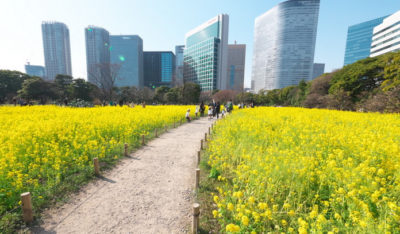浜離宮恩賜庭園<はまりきゅう>菜の花畑