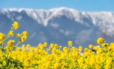 菜の花畑の中でインスタ映えする写真を 関東周辺のおすすめスポットは 四季を楽しむ旅と宿の情報ラウンジ