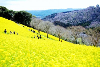 マザー牧場 菜の花畑