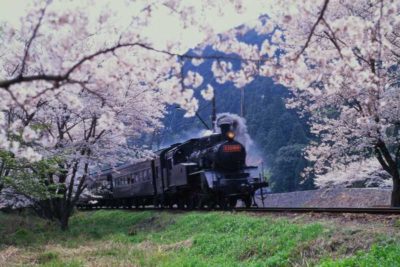 大井川鐵道　家山の桜トンネル1