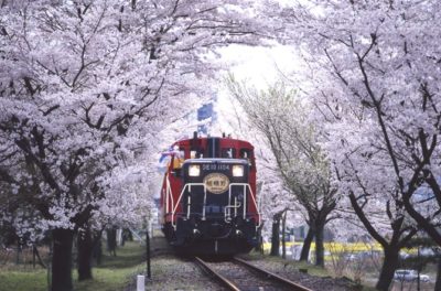 満開の桜の中を走るＳＬ